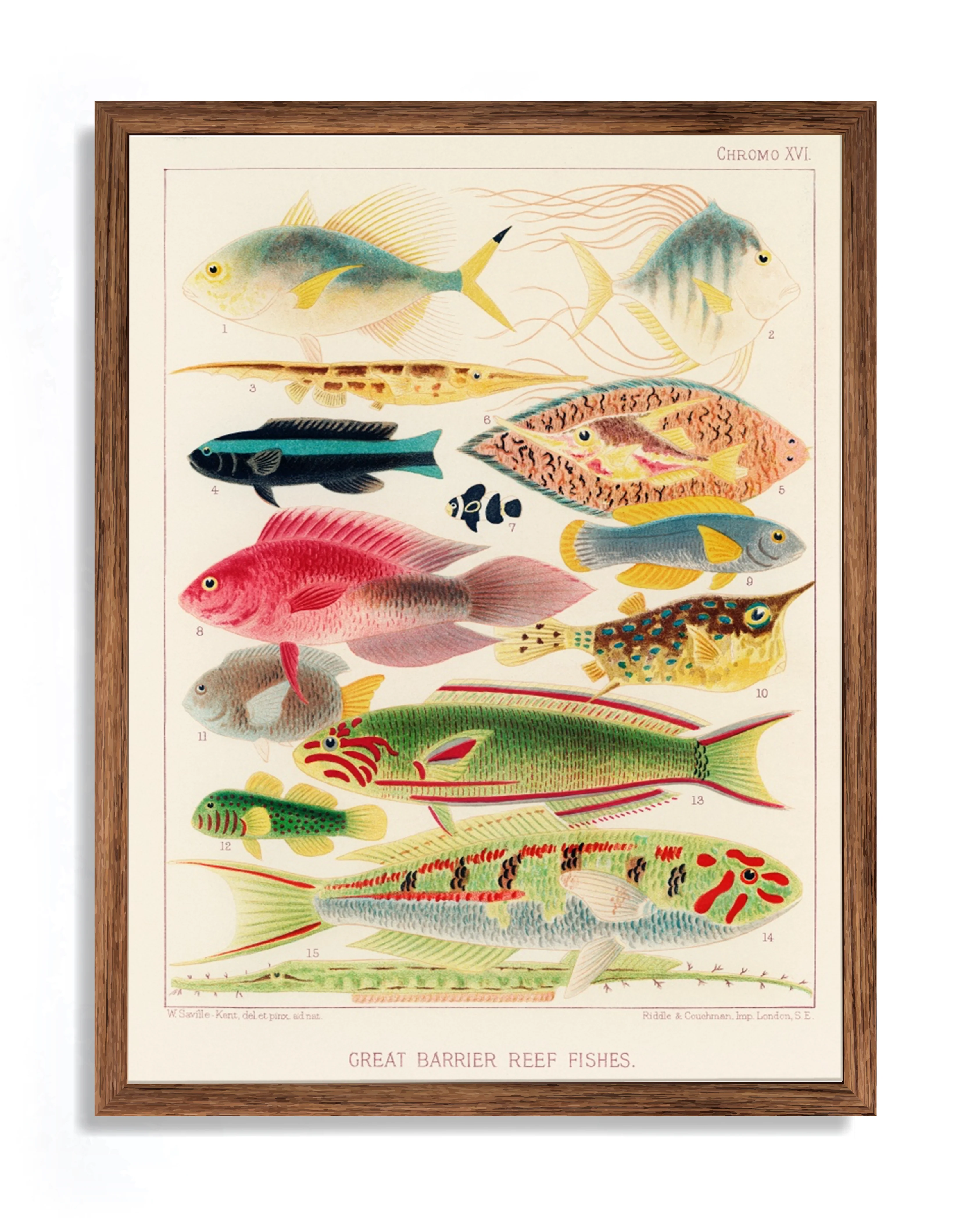 Vintage Illustration Wall Art - Great Barrier Reef Fishes, Plate XVI - Image 6