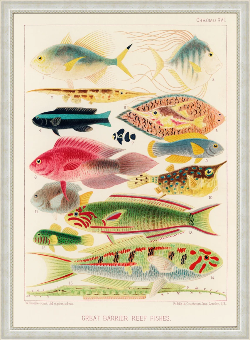 Vintage Illustration Wall Art - Great Barrier Reef Fishes, Plate XVI - Image 7