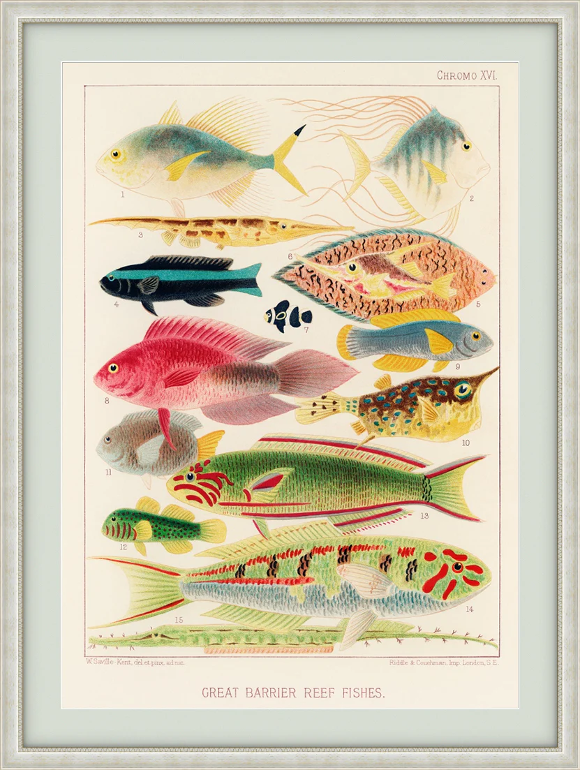 Vintage Illustration Wall Art - Great Barrier Reef Fishes, Plate XVI - Image 8