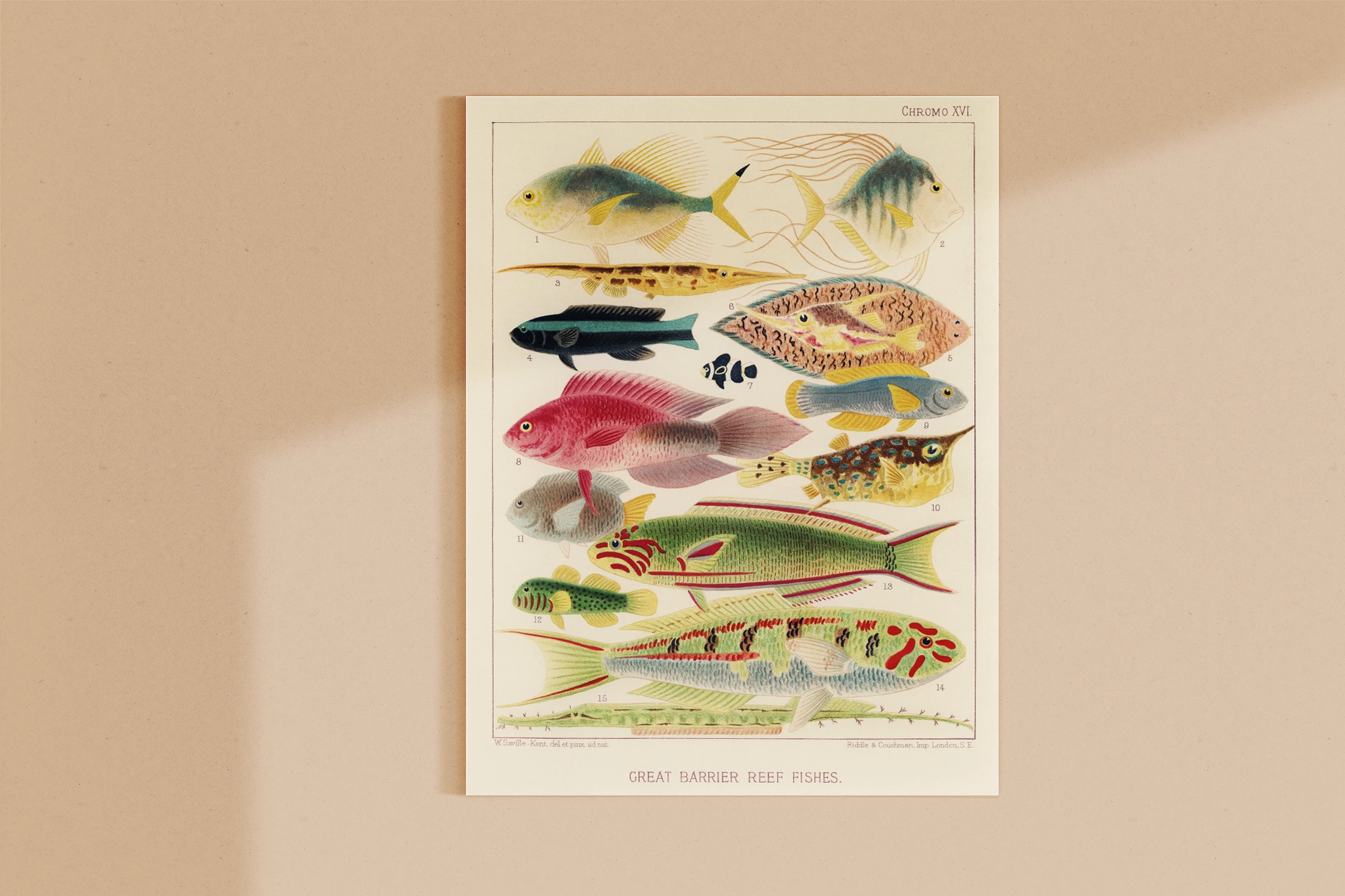 Vintage Illustration Wall Art - Great Barrier Reef Fishes, Plate XVI - Image 9