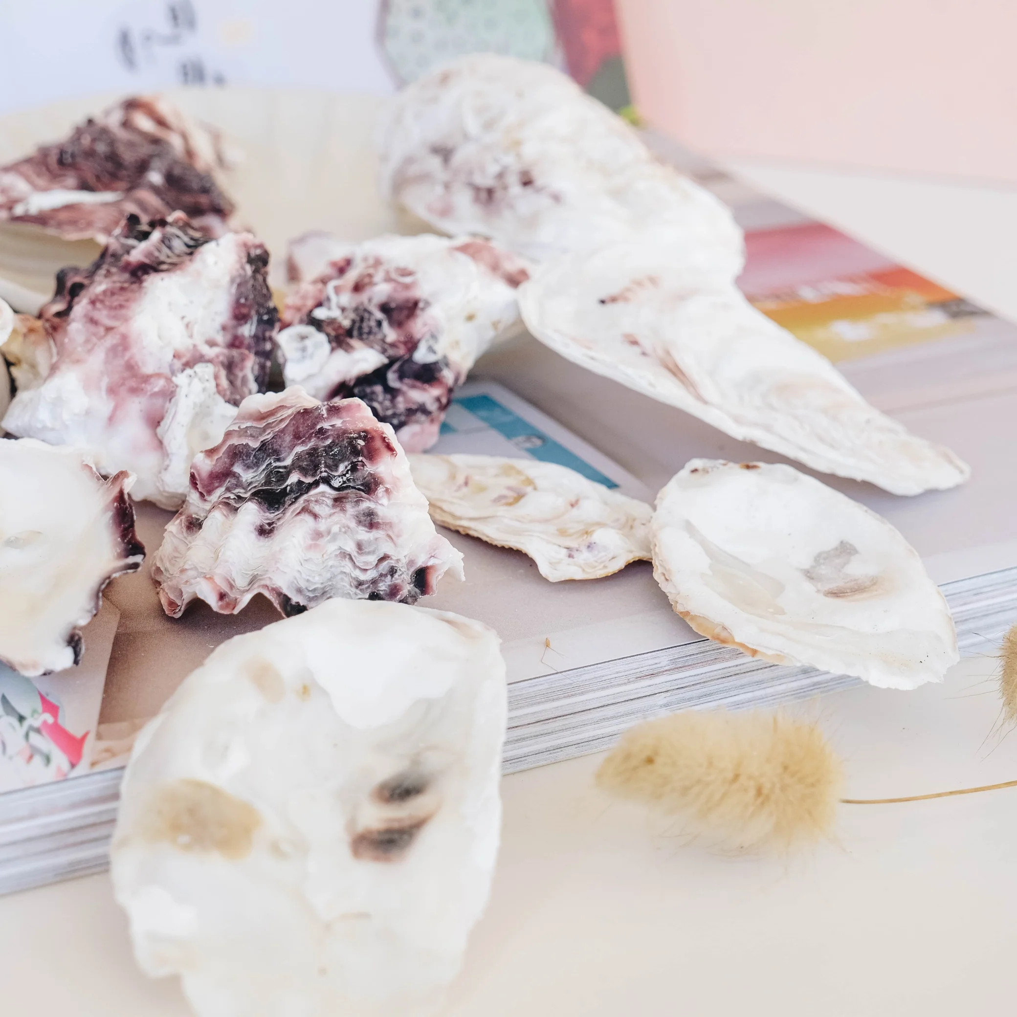 White and Purple Rustic Oyster Shells - 1 Kg