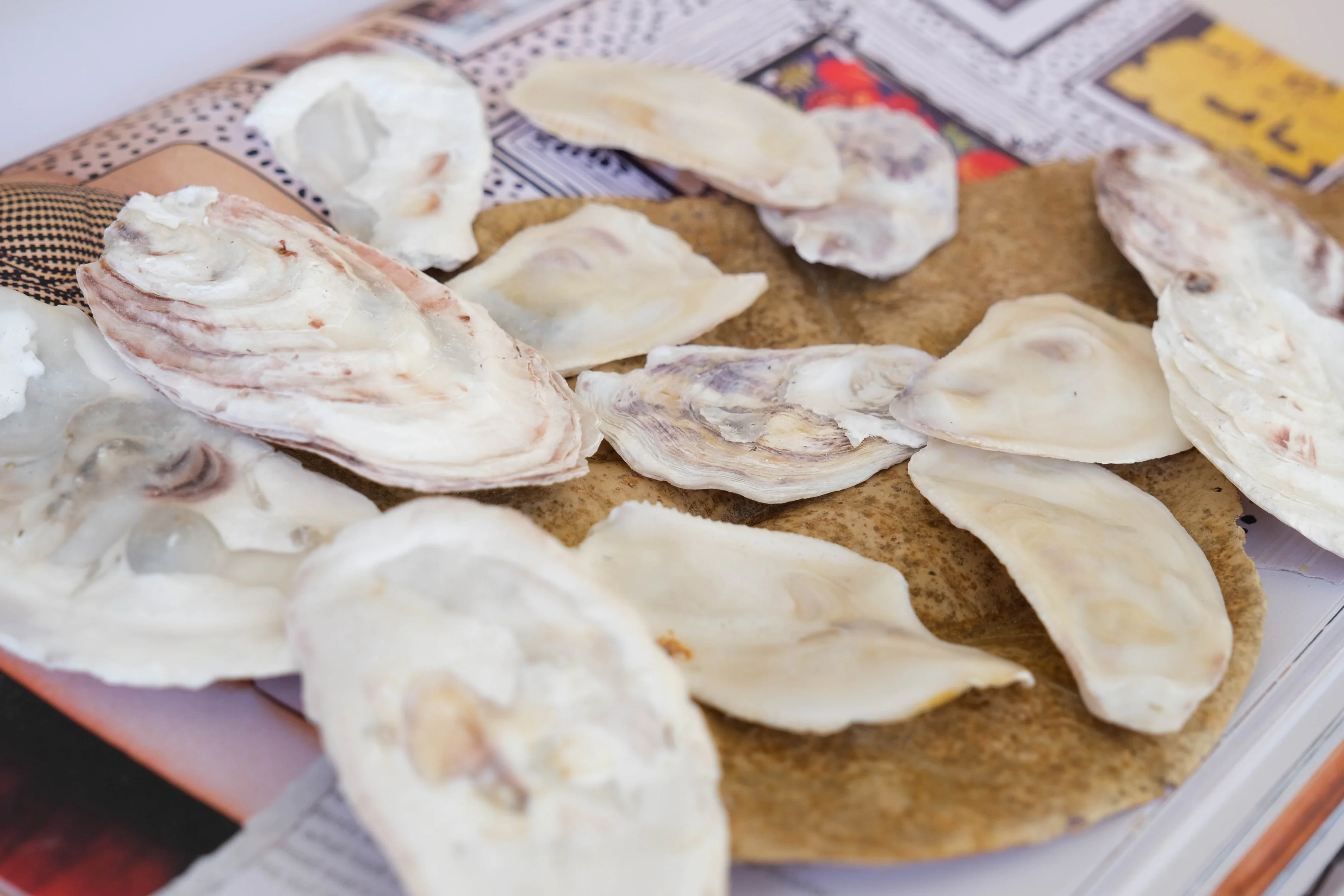 White and Purple Rustic Oyster Shells - 1 Kg - Image 9