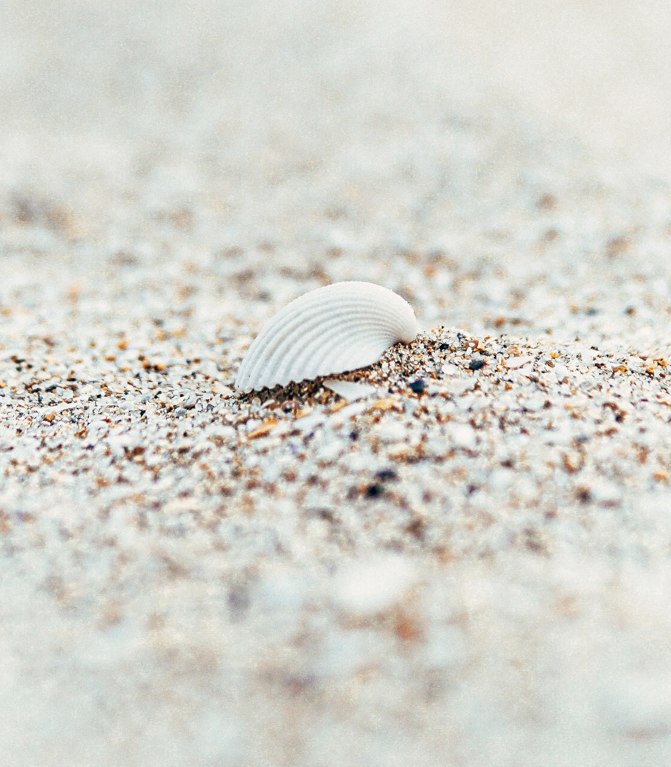 White Cockle Shells - 1 Kg - Image 3