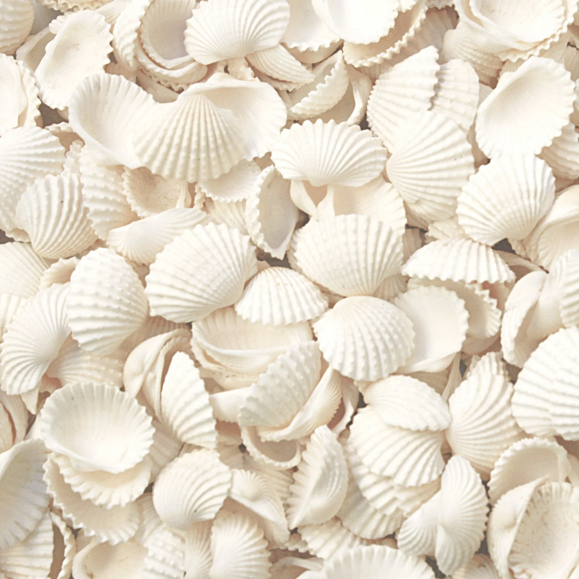 White Cockle Shells - 1 Kg - Image 4