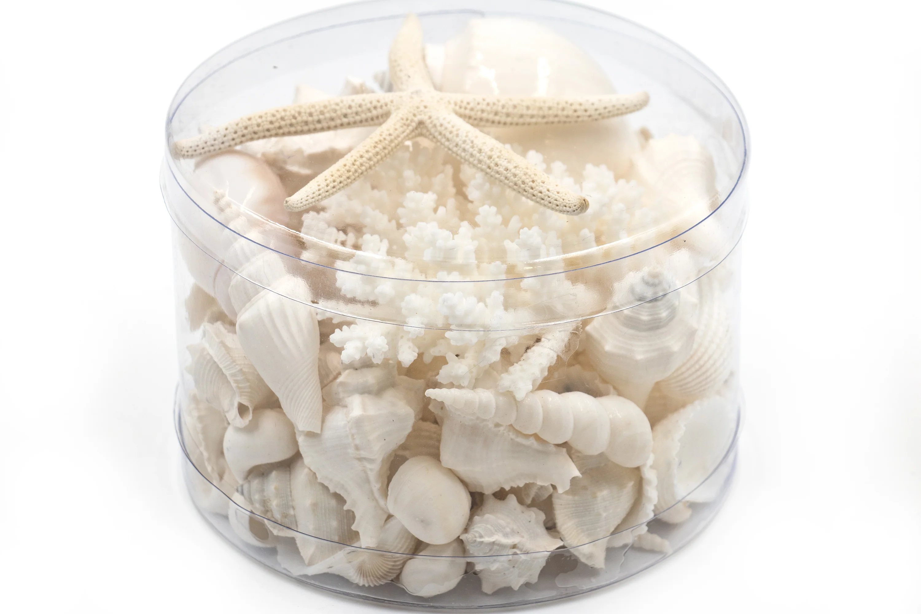Premium Coral and Seashell Pack - White Whisper - Image 3