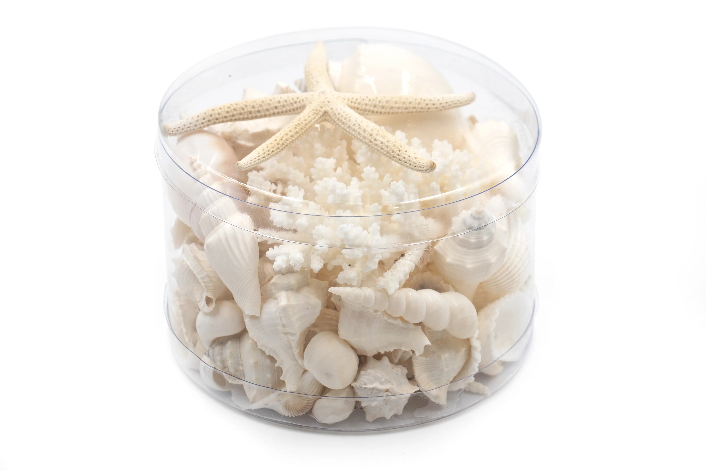 Premium Coral and Seashell Pack - White Whisper - Image 4