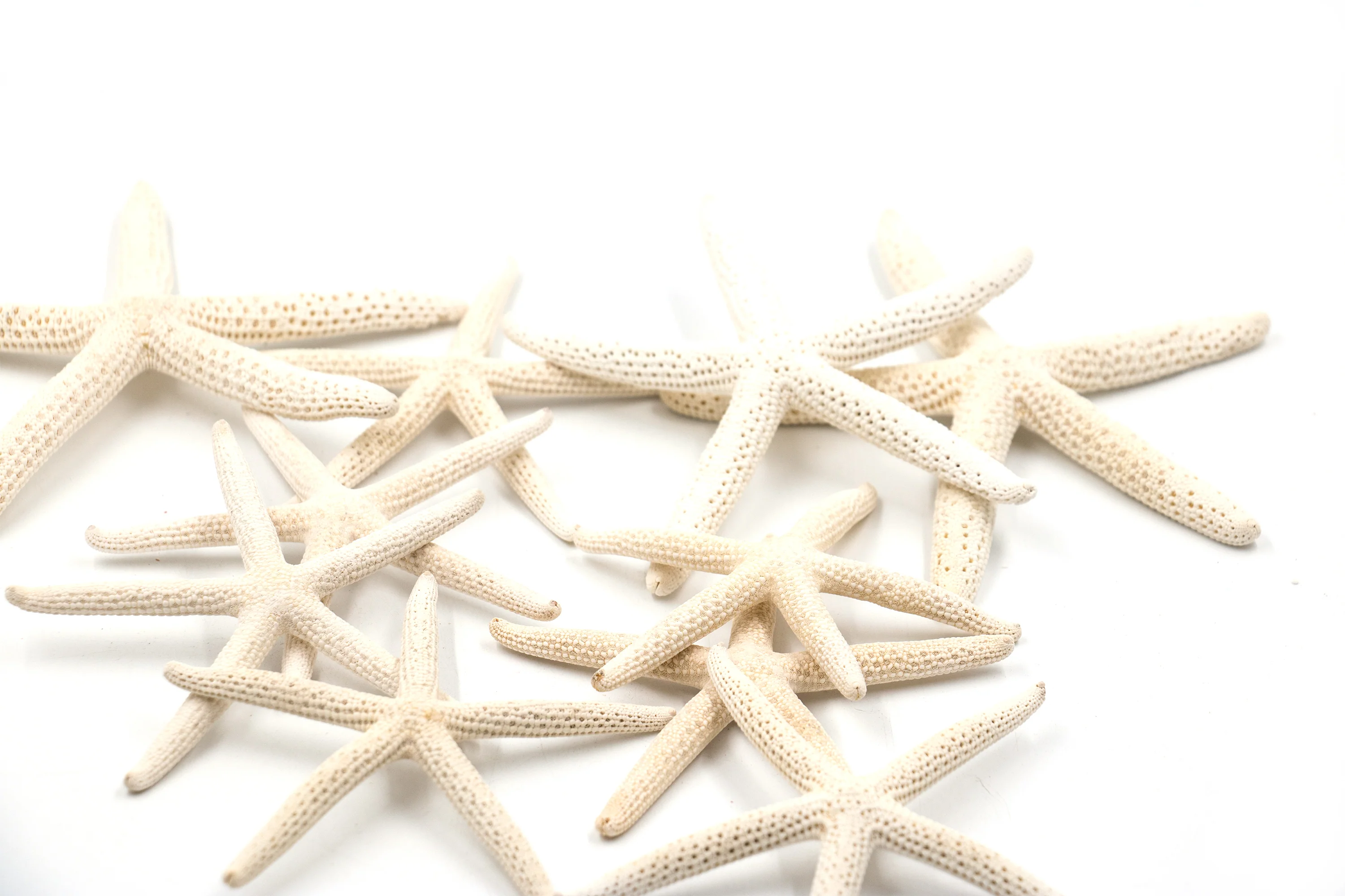 Finger Starfish - Creamy White - Image 3
