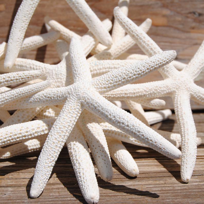 Finger Starfish - Creamy White - Image 4