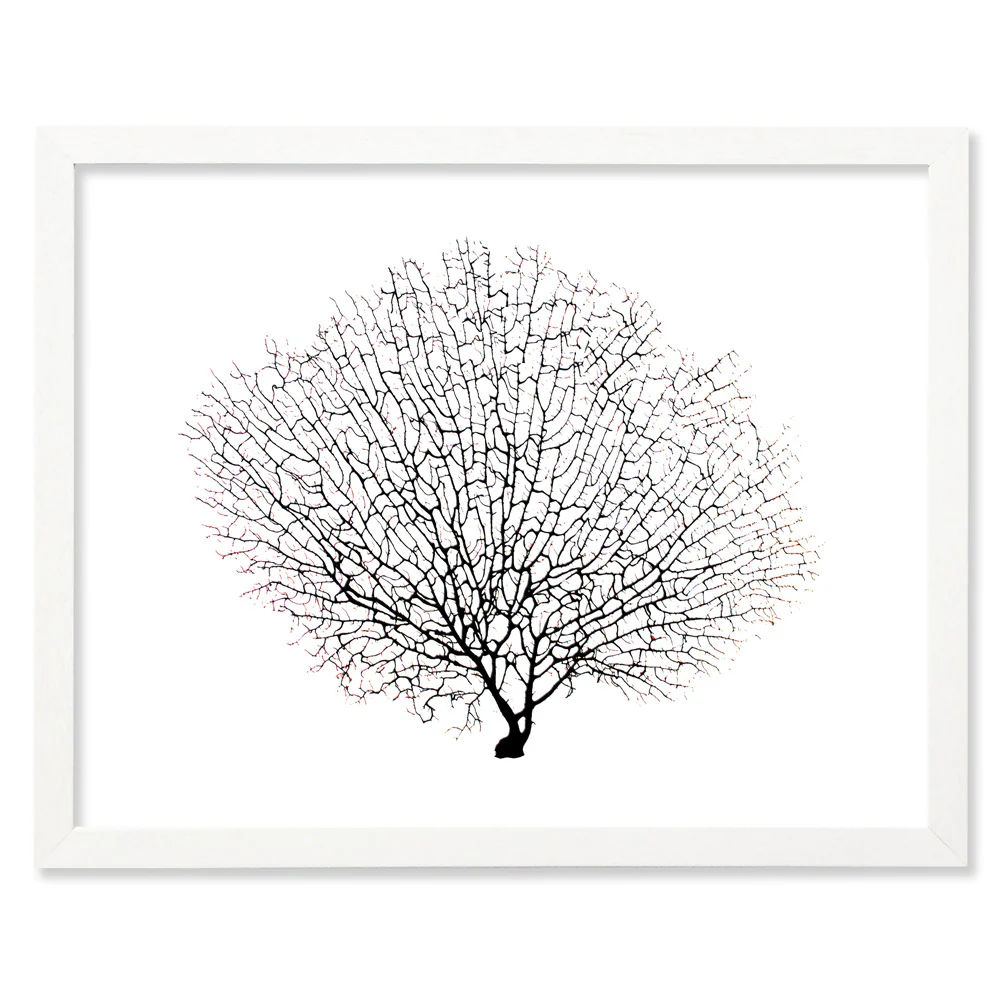 Framed Black Sea Fan - White Frame - Image 4
