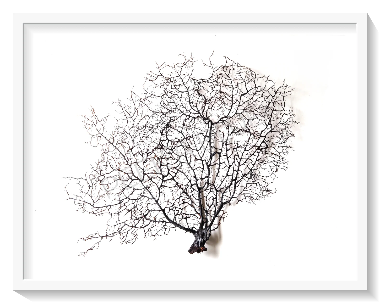 Framed Black Sea Fan - White Frame - Image 7