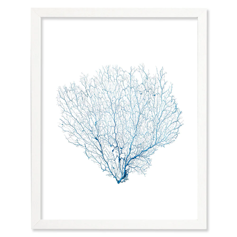 Framed Blue Sea Fan - White Frame - Image 3