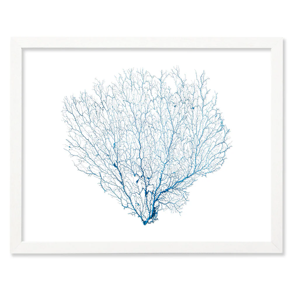 Framed Blue Sea Fan - White Frame - Image 4