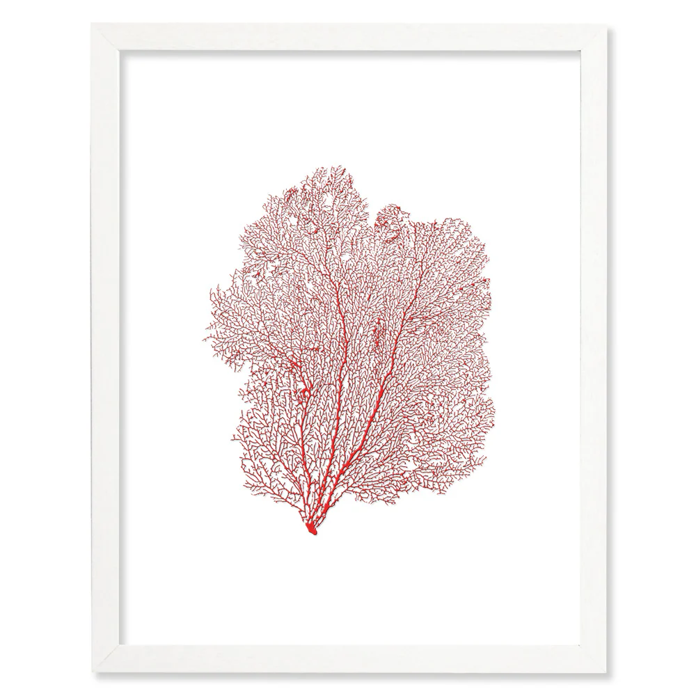 Framed Red Sea Fan - White Frame - Image 3