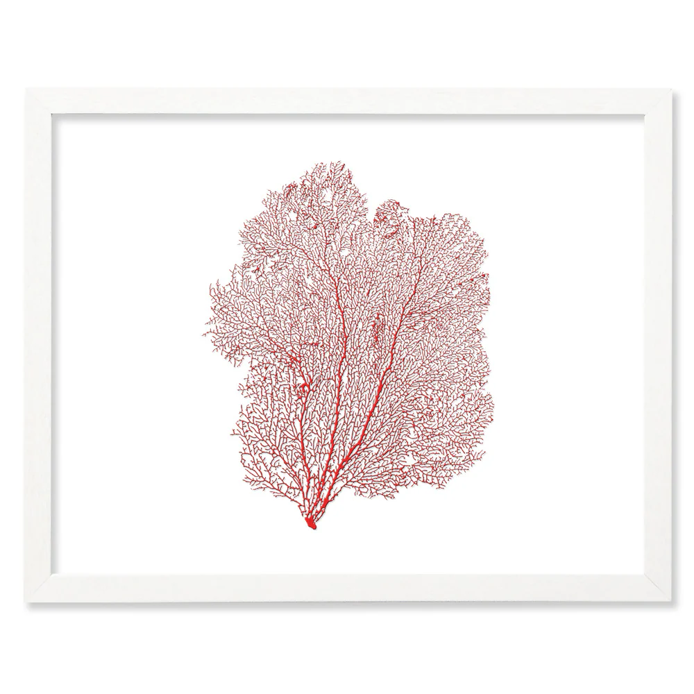 Framed Red Sea Fan - White Frame - Image 4