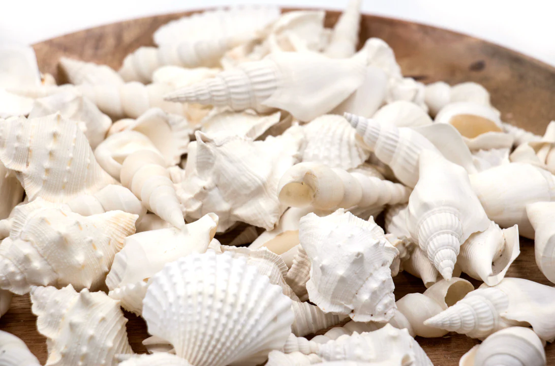 White Premium Seashells Mix - 1 Kg - Image 3