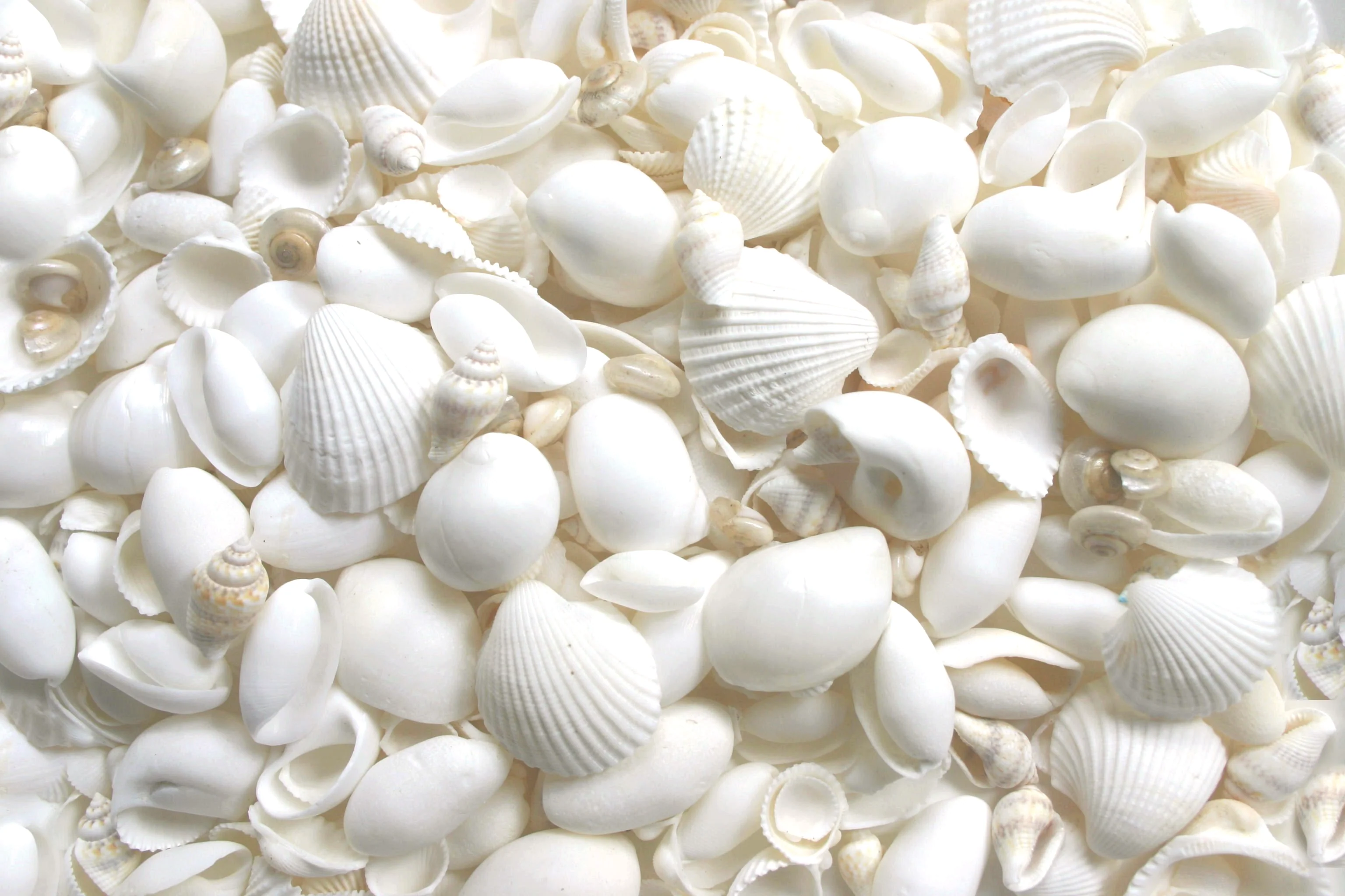 White Premium Seashells Mix - 1 Kg - Image 4