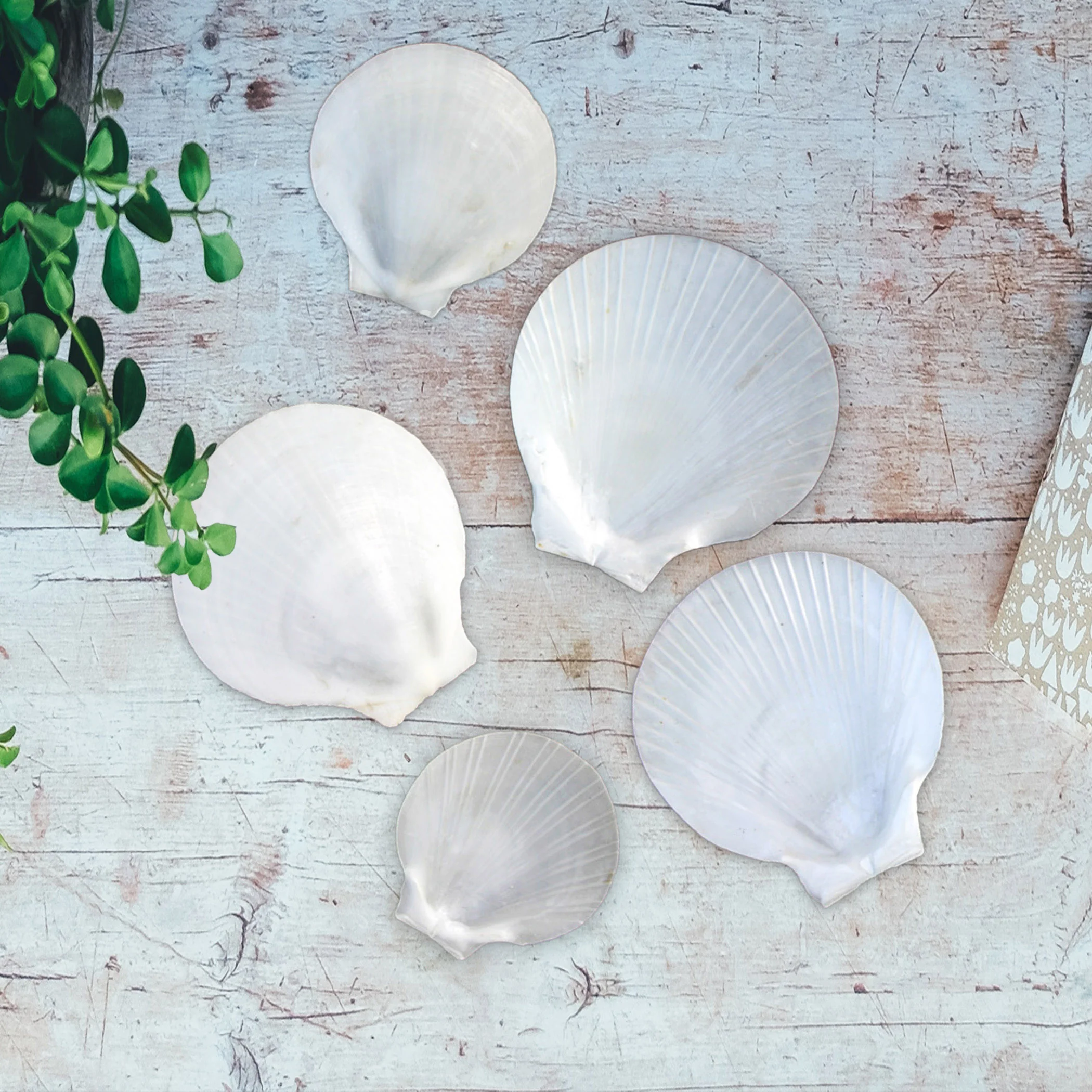 Sun and Moon Flat White Scallop Shells - Image 2