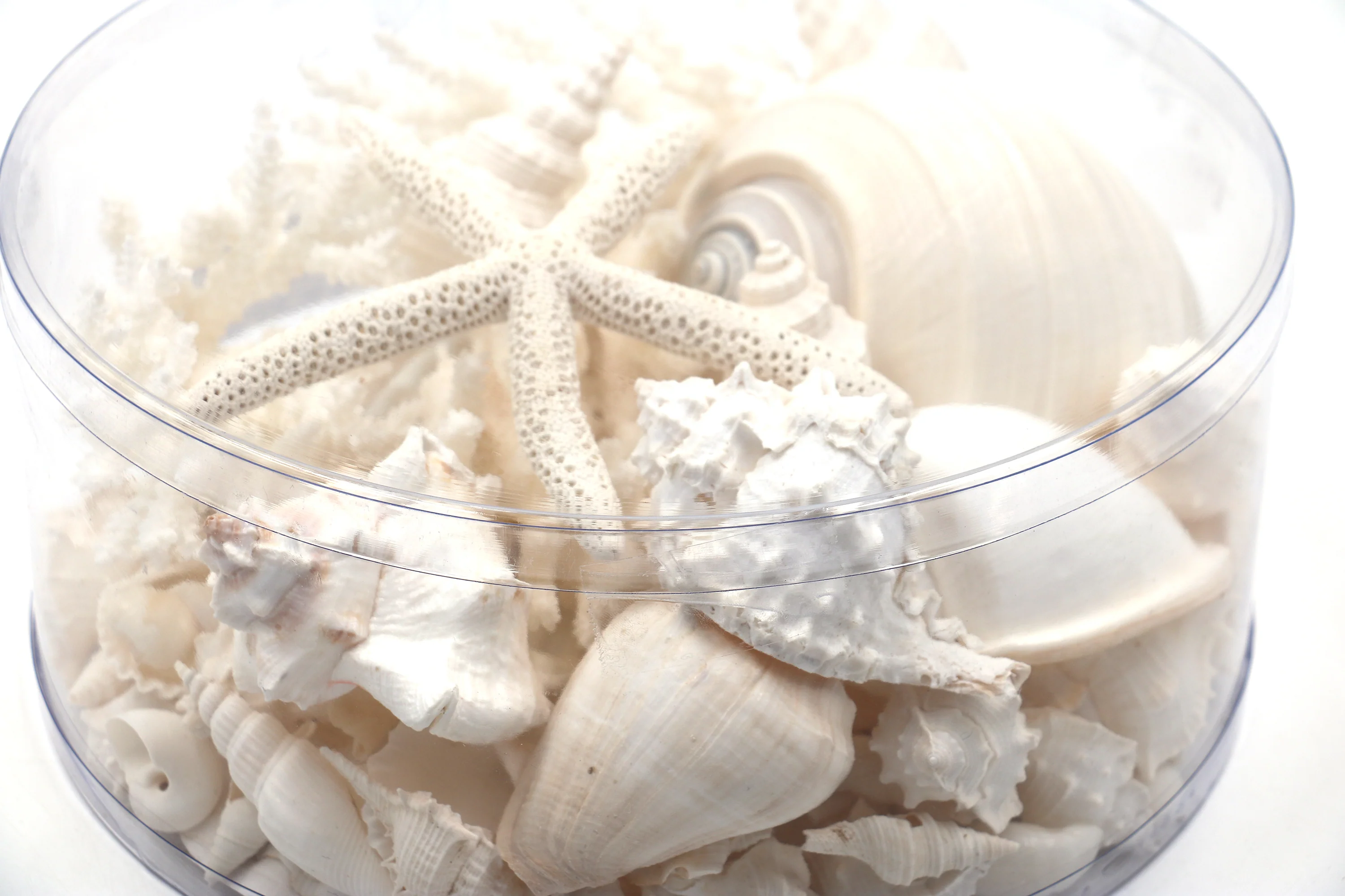 Premium Seashell Pack - White Whisper - Image 10