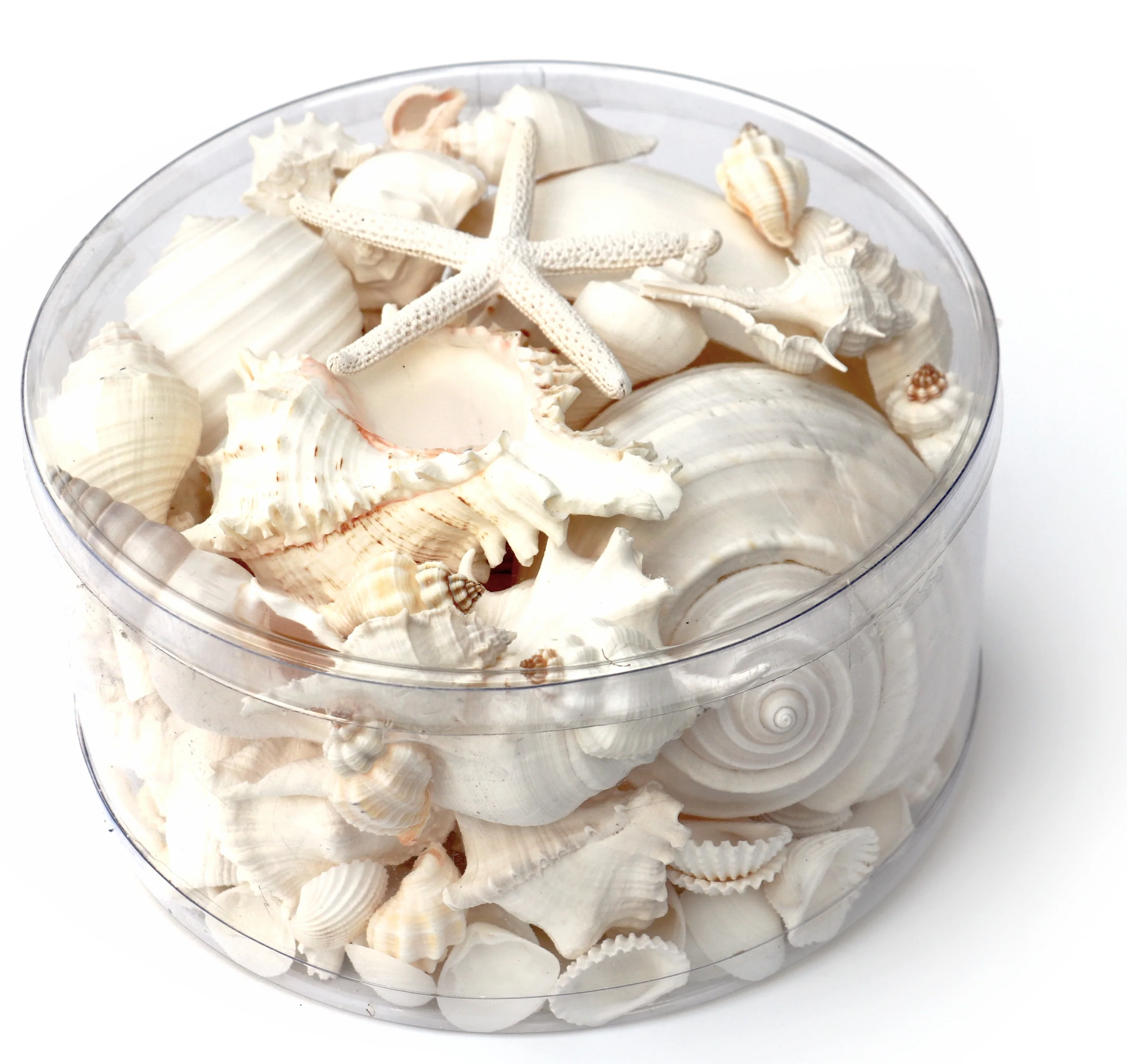 Premium Seashell Pack - White Whisper - Image 5