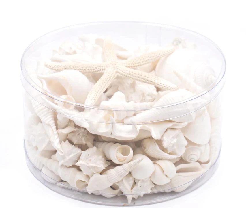 Premium Seashell Pack - White Whisper - Image 7