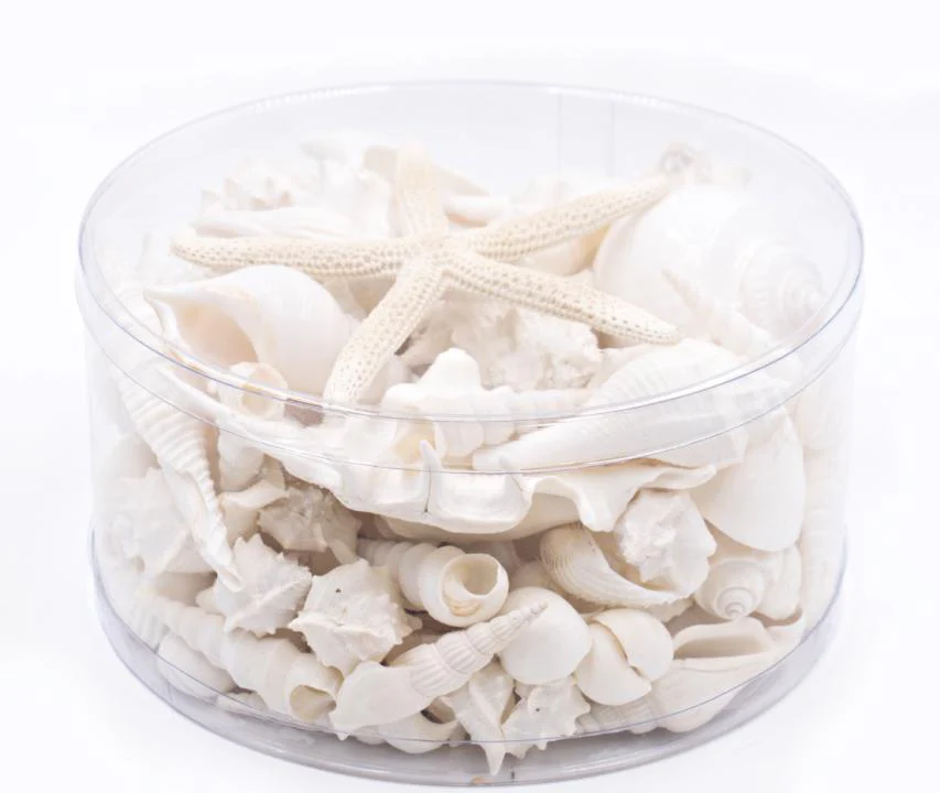 Premium Seashell Pack - White Whisper - Image 9