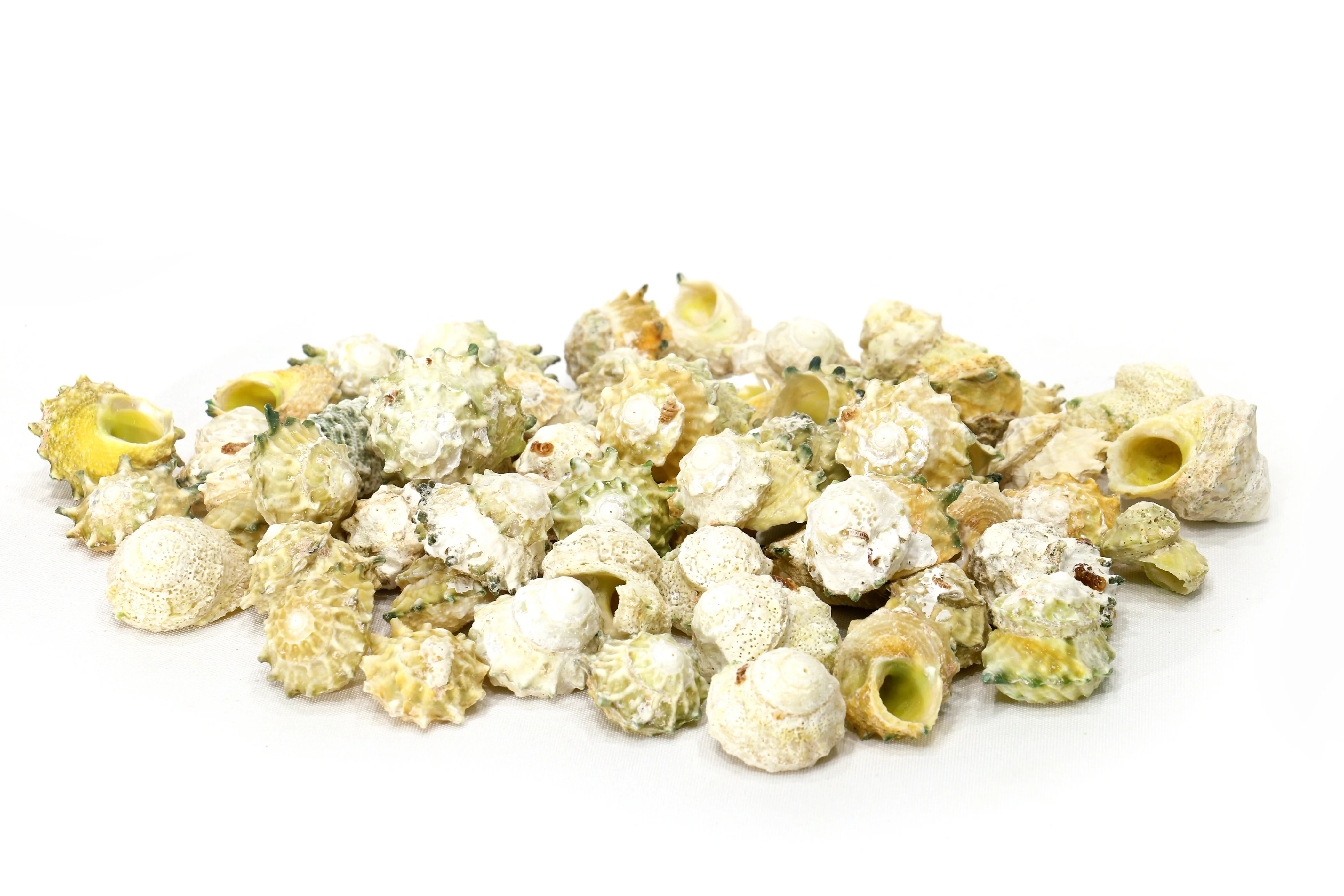 Yellow Green Turbo Shells - 1 Kg - Image 3